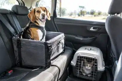 Partir en vacances en voiture avec son animal : loi, sécurité et sanctions