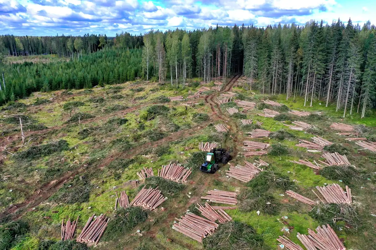 Opérateur forestier avec matériel d'abattage en forêt en journée